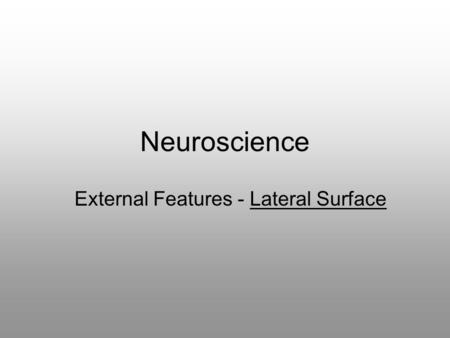 Neuroscience External Features - Lateral Surface.