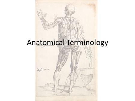 Anatomical Terminology. Directional Terms Used by medical personnel and anatomists allowing them to explain exactly where on body structure is in relation.