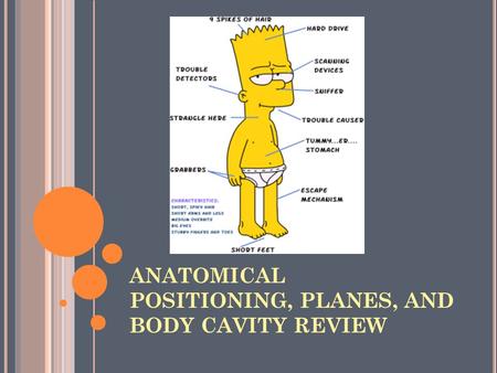 ANATOMICAL POSITIONING, PLANES, AND BODY CAVITY REVIEW.