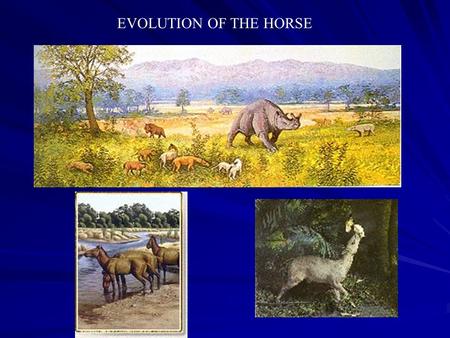 EVOLUTION OF THE HORSE. Eohippus 60 Million Years Ago EOCENE ERA Mesohippus 40 Million Years Ago Oligocene Era Miohippus 30 Million Years Ago Oligocene.