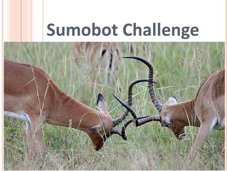 Sumobot Challenge Sumobot Challenge Activity > TeachEngineering.org