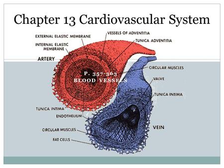 P. 357-363 BLOOD VESSELS Chapter 13 Cardiovascular System.
