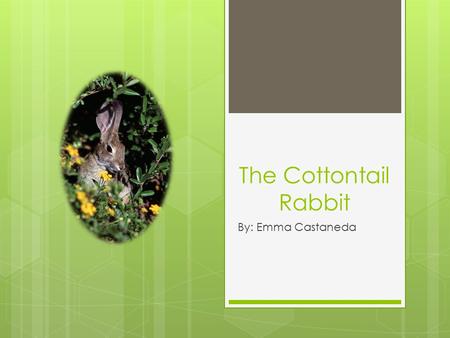 The Cottontail Rabbit By: Emma Castaneda. Cottontail rabbit- What is it? The cottontail rabbit is a mammal spread from Canada down the East Coast, all.