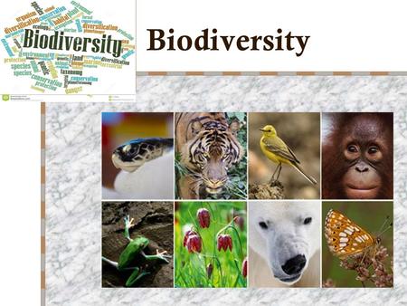 Biodiversity. The variety of Earth’s species, the genes they contain, the ecosystems in which they live, & their functions in energy flow & nutrient cycling.