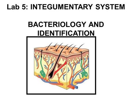 Lab 5: INTEGUMENTARY SYSTEM BACTERIOLOGY AND IDENTIFICATION.