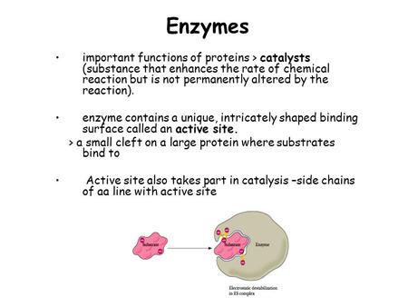 Enzymes important functions of proteins > catalysts (substance that enhances the rate of chemical reaction but is not permanently altered by the reaction).