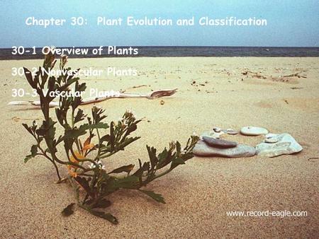 Chapter 30: Plant Evolution and Classification 30-1 Overview of Plants 30-2 Nonvascular Plants 30-3 Vascular Plants.