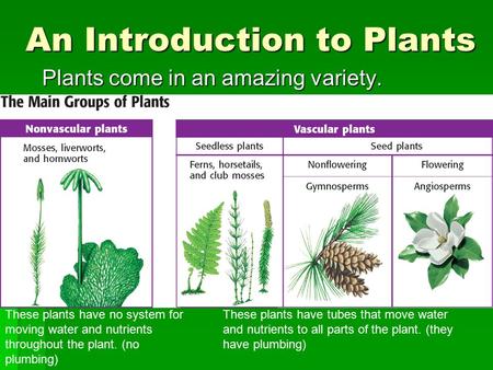 An Introduction to Plants Plants come in an amazing variety. These plants have no system for moving water and nutrients throughout the plant. (no plumbing)