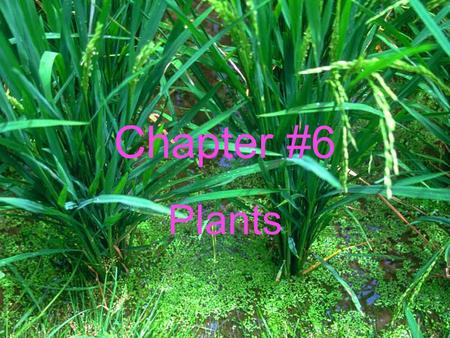 Chapter #6 Plants. Section 6.1 Plant Classification Chloroplast- where photosynthesis takes place. Chlorophyll- is a chemical that gives plants their.
