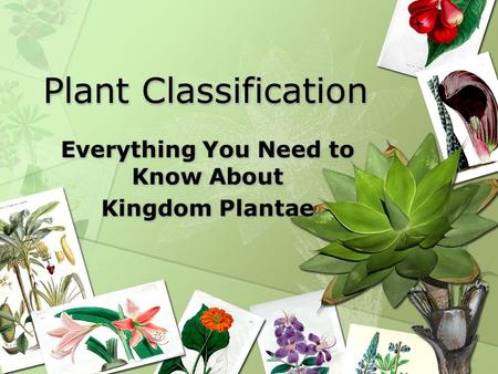 Plant Classification Everything You Need to Know About Kingdom Plantae Everything You Need to Know About Kingdom Plantae.
