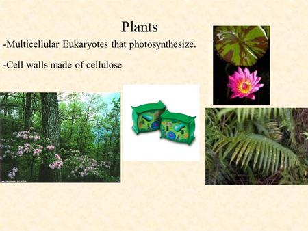 Plants -Multicellular Eukaryotes that photosynthesize. -Cell walls made of cellulose.