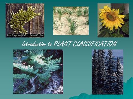 Introduction to PLANT CLASSIFICATION. Bellwork  Roots, leaves, and stems are very important parts of a plant. Pick one of those three parts, and describe.