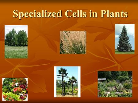 Specialized Cells in Plants