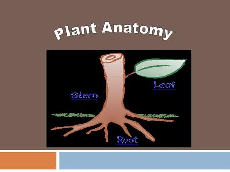 Plant Anatomy.
