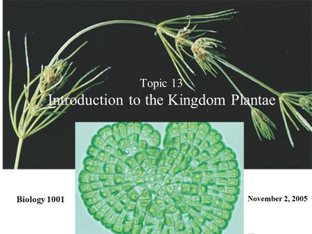Topic 13 Introduction to the Kingdom Plantae Biology 1001 November 2, 2005.