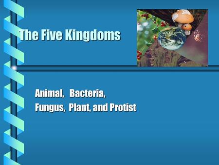 The Five Kingdoms Animal, Bacteria, Fungus, Plant, and Protist.