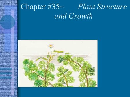 Chapter #35~ Plant Structure and Growth