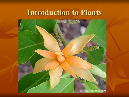 Introduction to Plants