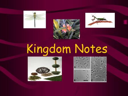 Kingdom Notes. Classification of Living Things 6 Kingdoms All living organisms Archaebacteria* Eubacteria* Protista Fungi Plantae Animalia * Used to be.