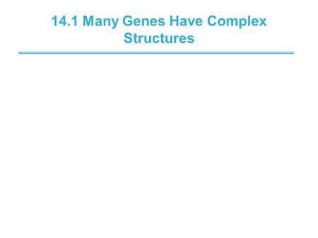 14.1 Many Genes Have Complex Structures. Gene Organization The concept of colinearity and noncolinearity.