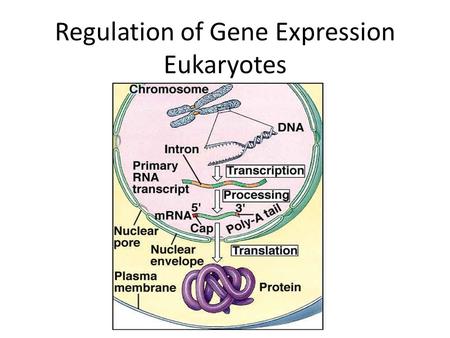 Regulation of Gene Expression Eukaryotes