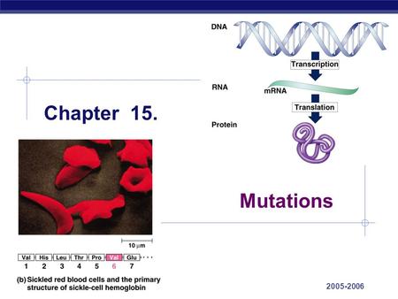 AP Biology 2005-2006 Chapter 15. Mutations AP Biology 2005-2006 Code is redundant  several codons for each amino acid  “wobble” in the tRNA  “wobble”