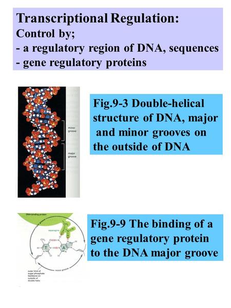 Transcriptional Regulation: Control by; - a regulatory region of DNA, sequences - gene regulatory proteins Fig.9-3 Double-helical structure of DNA, major.