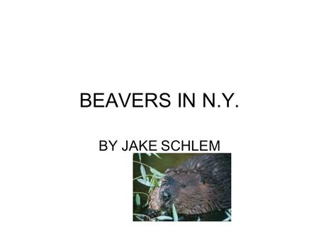 BEAVERS IN N.Y. BY JAKE SCHLEM.