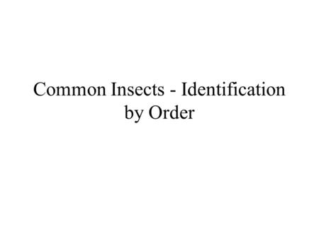 Common Insects - Identification by Order. Order - Anoplura Simple Sucking Only Hog Louse Can attack deer, moose, elk, wild hogs.