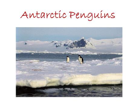 Antarctic Penguins. Adelie Penguin Pygoscelis adeliae Height: 70cm (27.5inches) Weight: 5kg (11lb) Breeding Season: November – February Distribution: