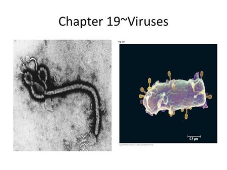 Chapter 19~Viruses.