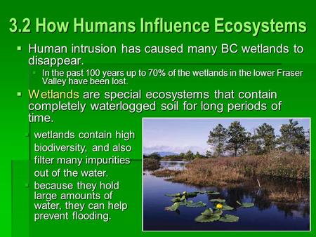 3.2 How Humans Influence Ecosystems  Human intrusion has caused many BC wetlands to disappear.  In the past 100 years up to 70% of the wetlands in the.