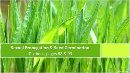 Sexual Propagation & Seed Germination