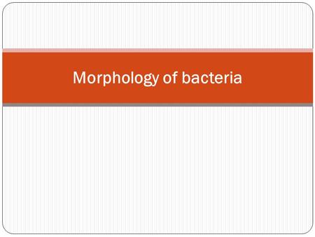 Morphology of bacteria. Morphological features of bacteria are very important in their identification. Bacteria are measured in terms of microns (µ =