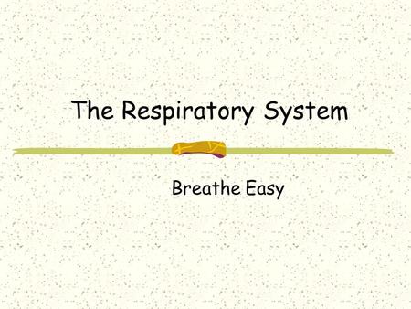 The Respiratory System Breathe Easy. Respiratory System Consists of the lungs and air passages. Includes the nose, pharynx, trachea, bronchi, alveoli,