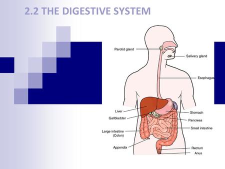 2.2 THE DIGESTIVE SYSTEM.