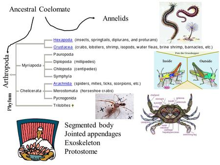 Ancestral Coelomate Annelids Arthropoda Segmented body