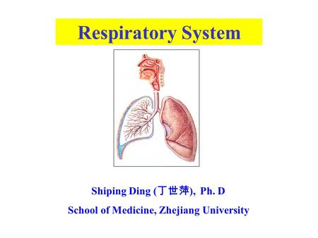 Respiratory System Shiping Ding ( 丁世萍 ), Ph. D School of Medicine, Zhejiang University.