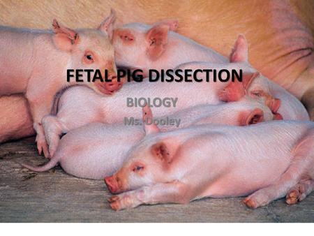 FETAL PIG DISSECTION BIOLOGY Ms. Dooley.