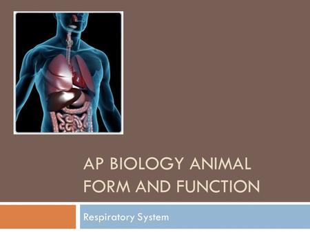 AP BIOLOGY ANIMAL FORM AND FUNCTION Respiratory System.