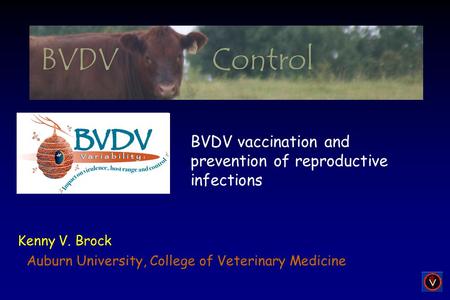 Kenny V. Brock BVDV vaccination and prevention of reproductive