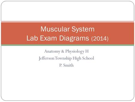 Muscular System Lab Exam Diagrams (2014)