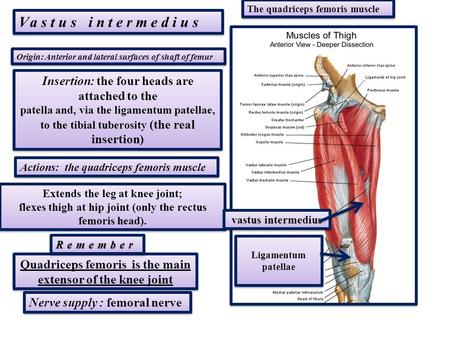 Vastus intermedius Insertion: the four heads are attached to the
