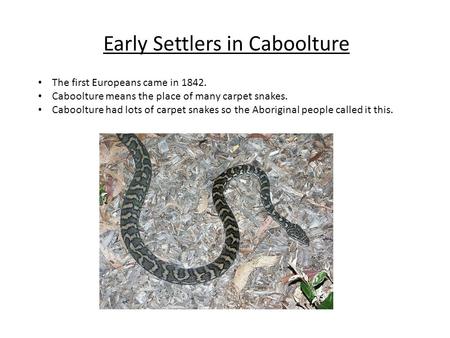 Early Settlers in Caboolture The first Europeans came in 1842. Caboolture means the place of many carpet snakes. Caboolture had lots of carpet snakes so.