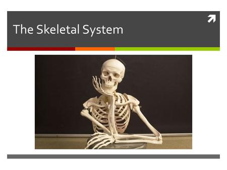  The Skeletal System. Parts of the skeletal system  Bones (skeleton)  Joints  Cartilages  Ligaments.