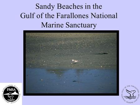 Sandy Beaches in the Gulf of the Farallones National Marine Sanctuary.