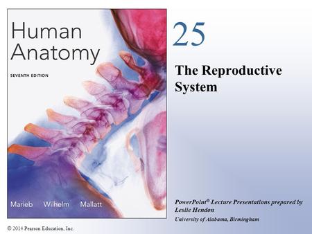 © 2014 Pearson Education, Inc. PowerPoint ® Lecture Presentations prepared by Leslie Hendon University of Alabama, Birmingham 25 The Reproductive System.