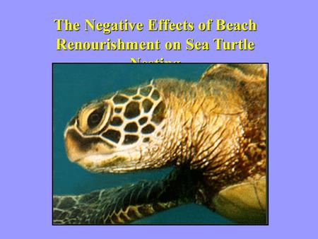 The Negative Effects of Beach Renourishment on Sea Turtle Nesting.