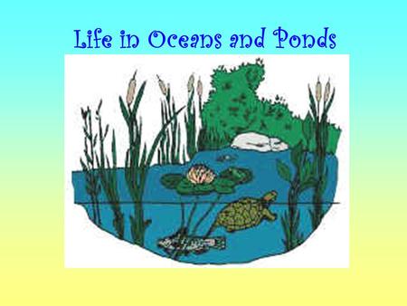 Life in Oceans and Ponds. What is an Ocean? Big body of salty water.