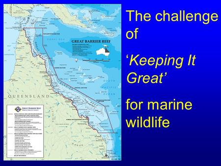 The challenge of ‘Keeping It Great’ for marine wildlife.